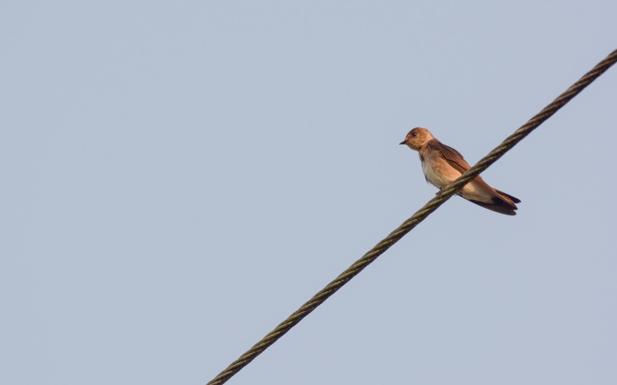 Northern Rough-winged Swallow (Ridgway's) - Luis Trinchan