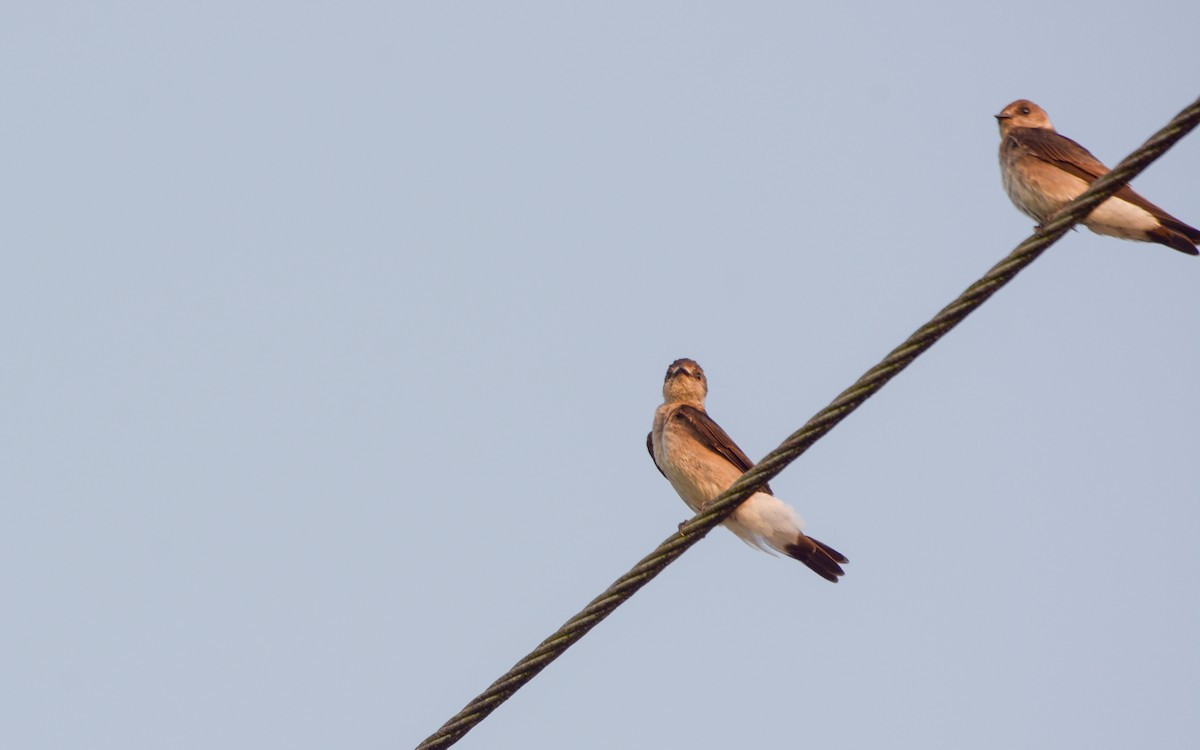 Northern Rough-winged Swallow (Ridgway's) - Luis Trinchan
