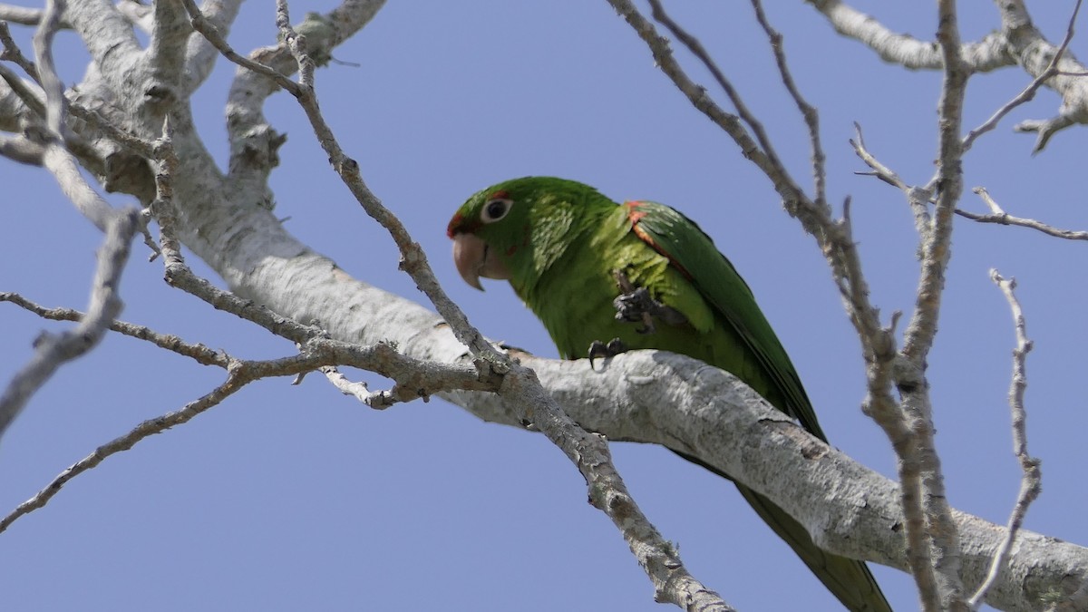 鸚鵡目(parakeet sp.) - ML616601156