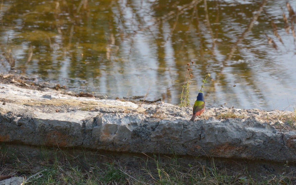 Painted Bunting - ML616601184
