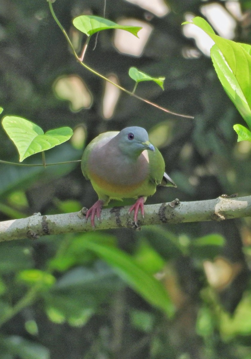 Pink-necked Green-Pigeon - ML616601225