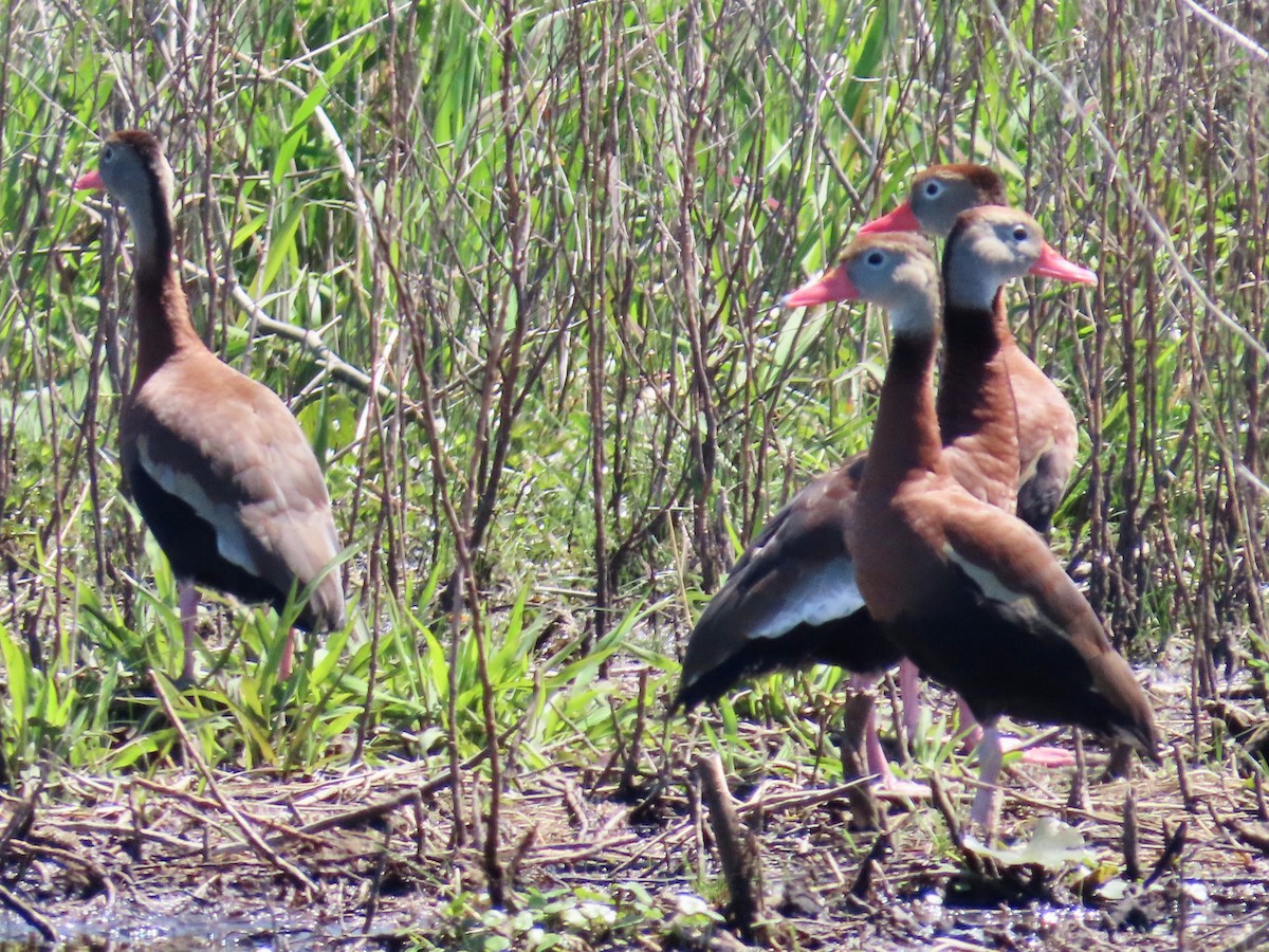 Black-bellied Whistling-Duck - Gary Byerly