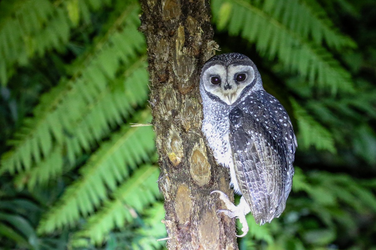 Sooty Owl (Lesser) - ML616601254