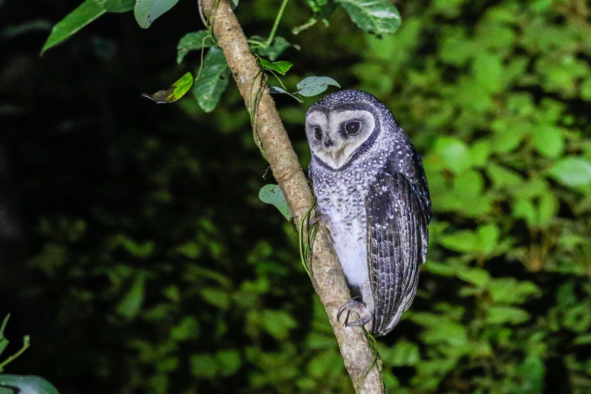 Sooty Owl (Lesser) - ML616601255