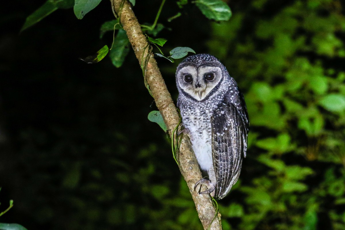 Sooty Owl (Lesser) - Neil Hayward