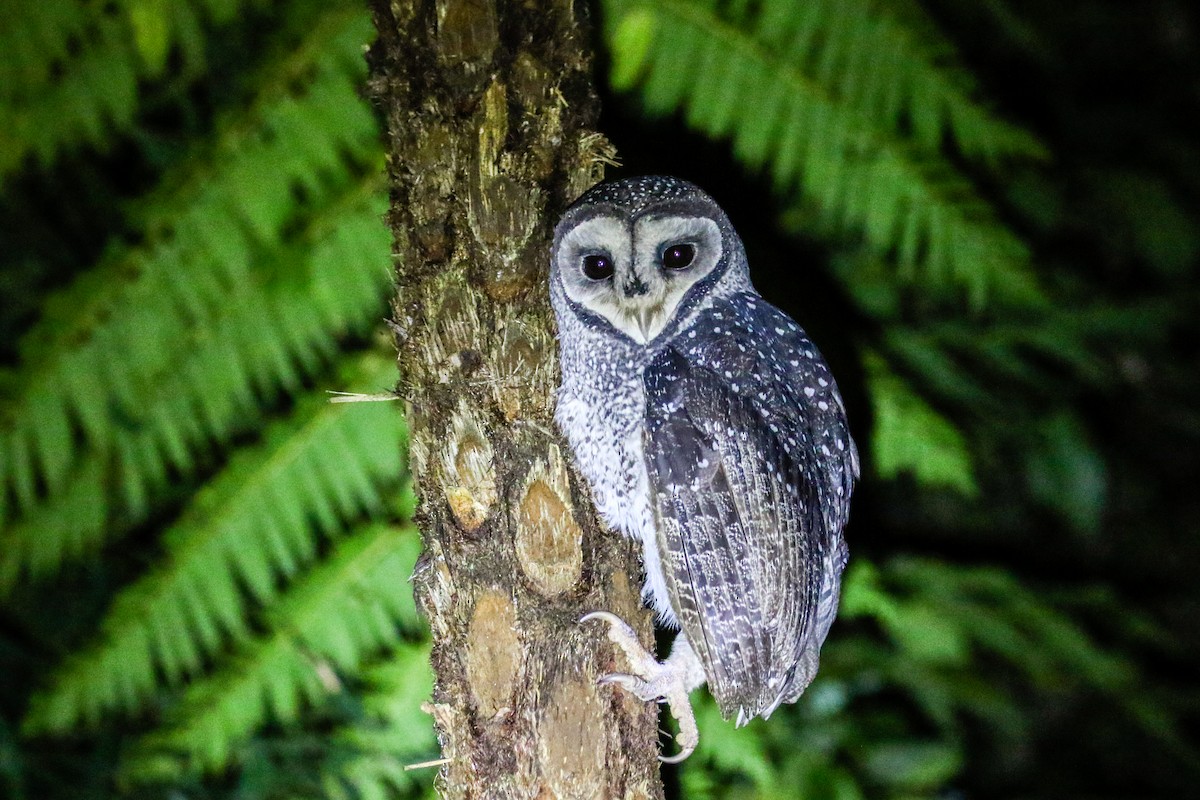 Sooty Owl (Lesser) - ML616601257