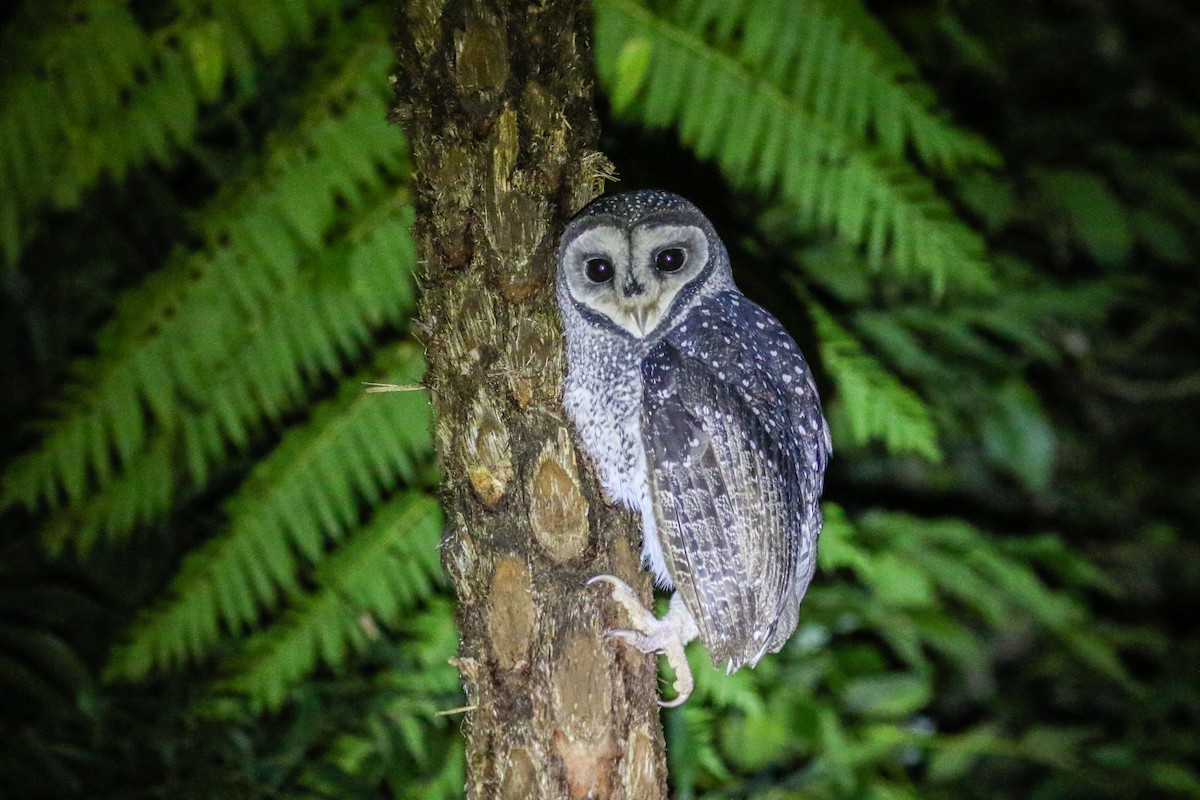 Sooty Owl (Lesser) - ML616601258