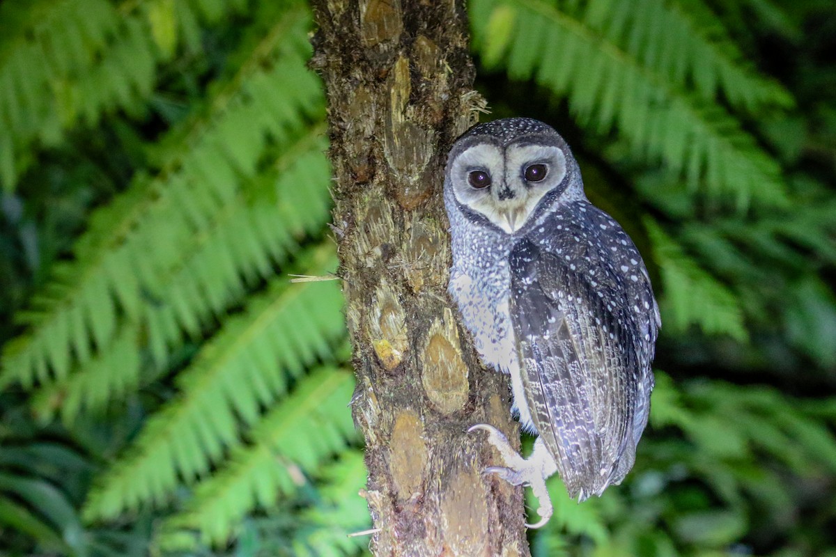 Sooty Owl (Lesser) - ML616601260