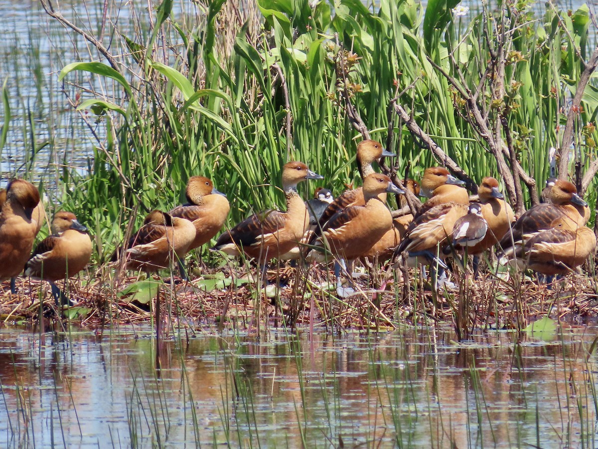 Fulvous Whistling-Duck - Gary Byerly