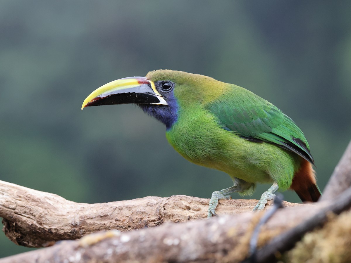 Northern Emerald-Toucanet (Blue-throated) - ML616601344