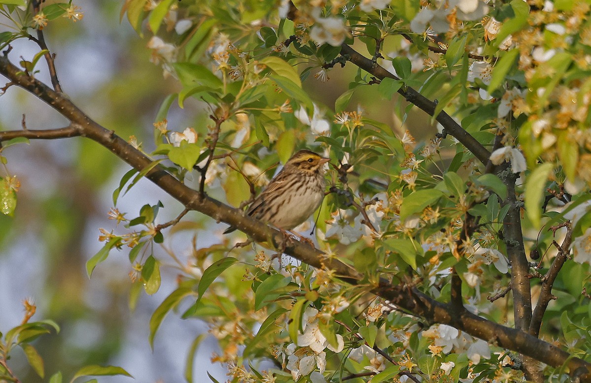 Savannah Sparrow - ML616601367