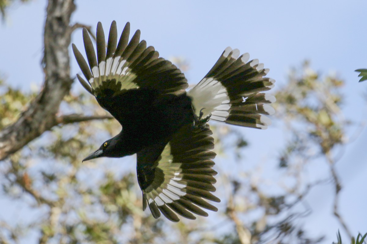 Pied Currawong - ML616601438