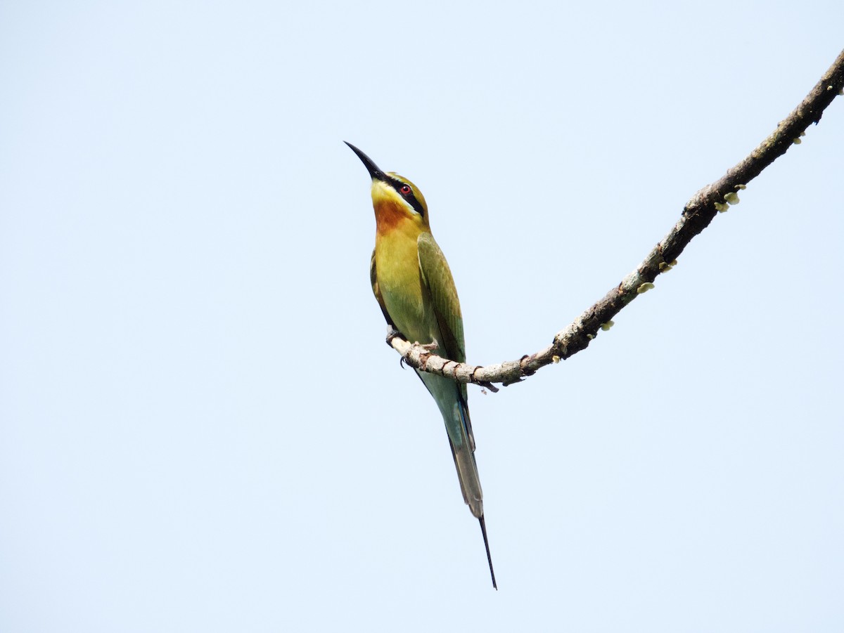 Blue-tailed Bee-eater - ML616601482