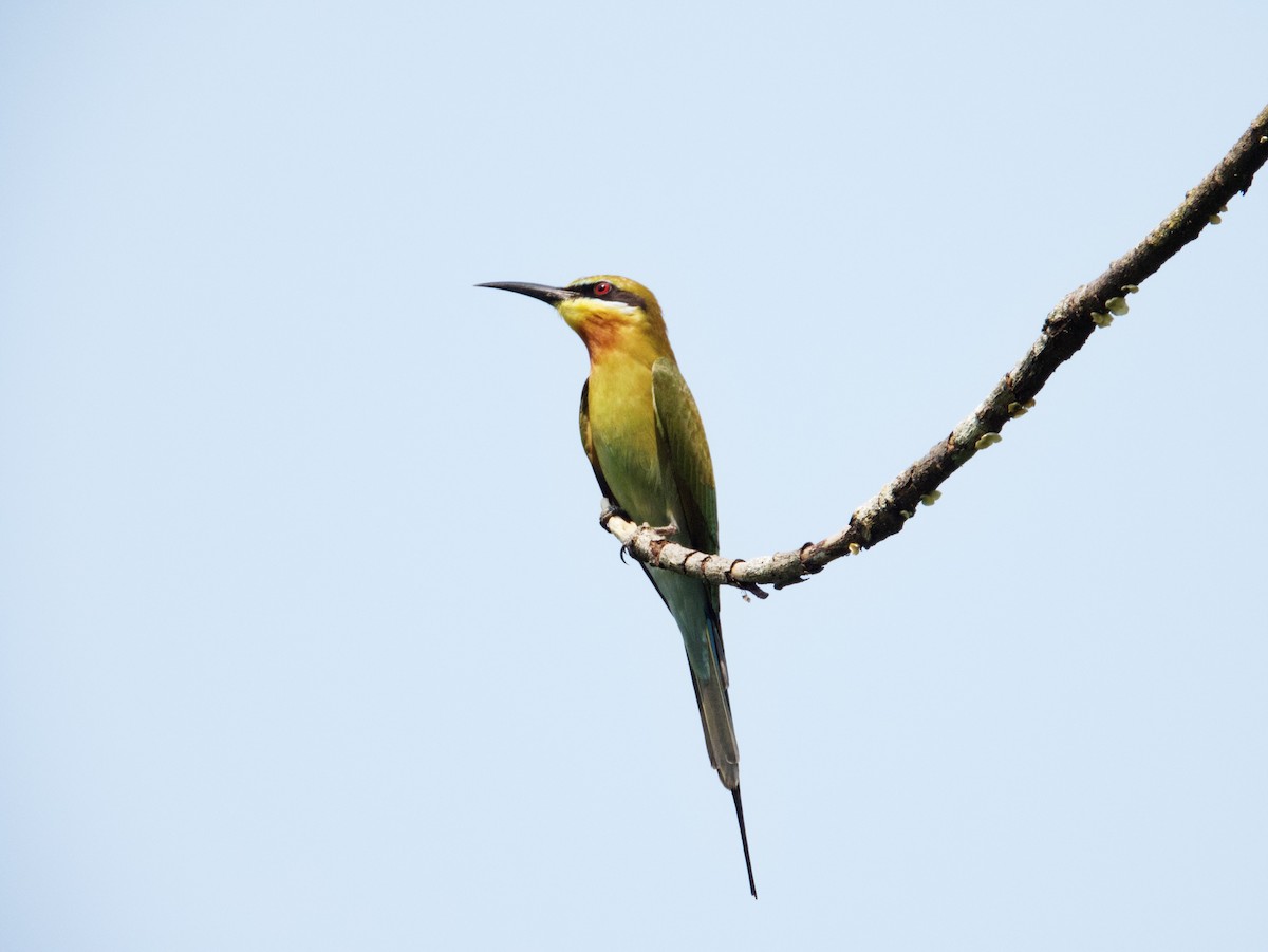 Blue-tailed Bee-eater - ML616601484