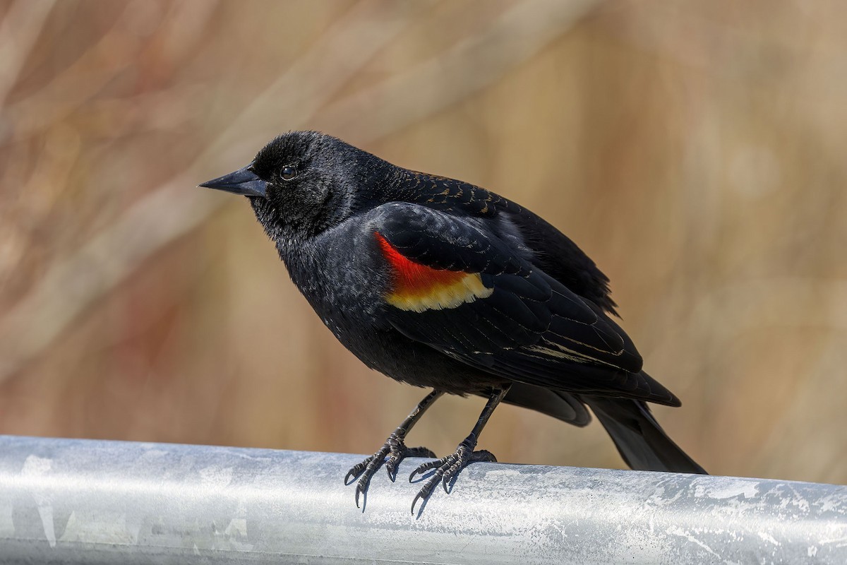 Red-winged Blackbird - Brian Bailey