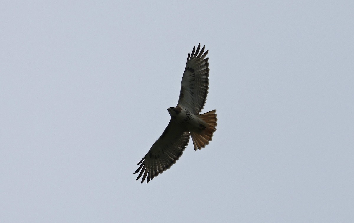 Red-tailed Hawk - Paul Chapman