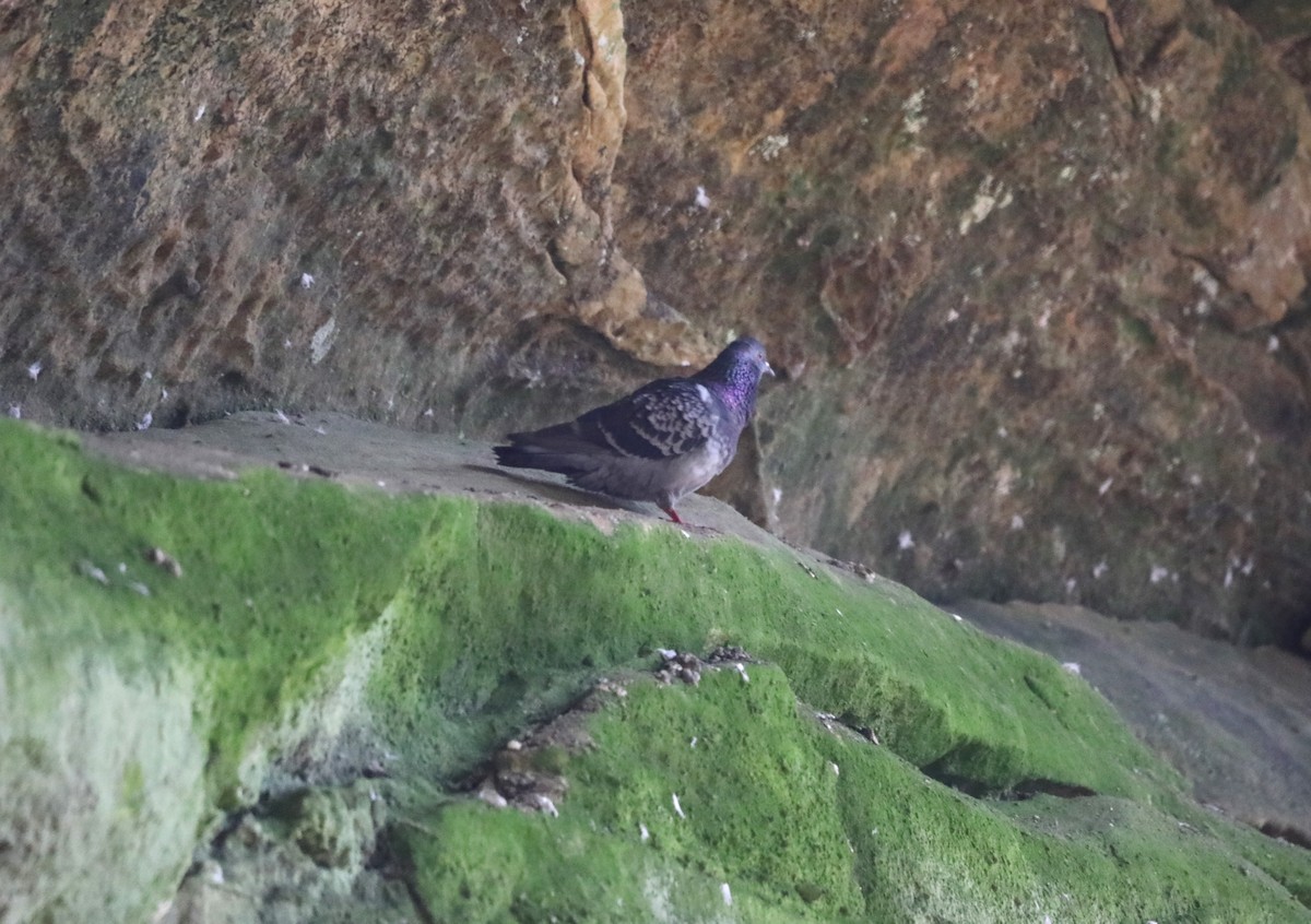 Rock Pigeon (Feral Pigeon) - ML616601548