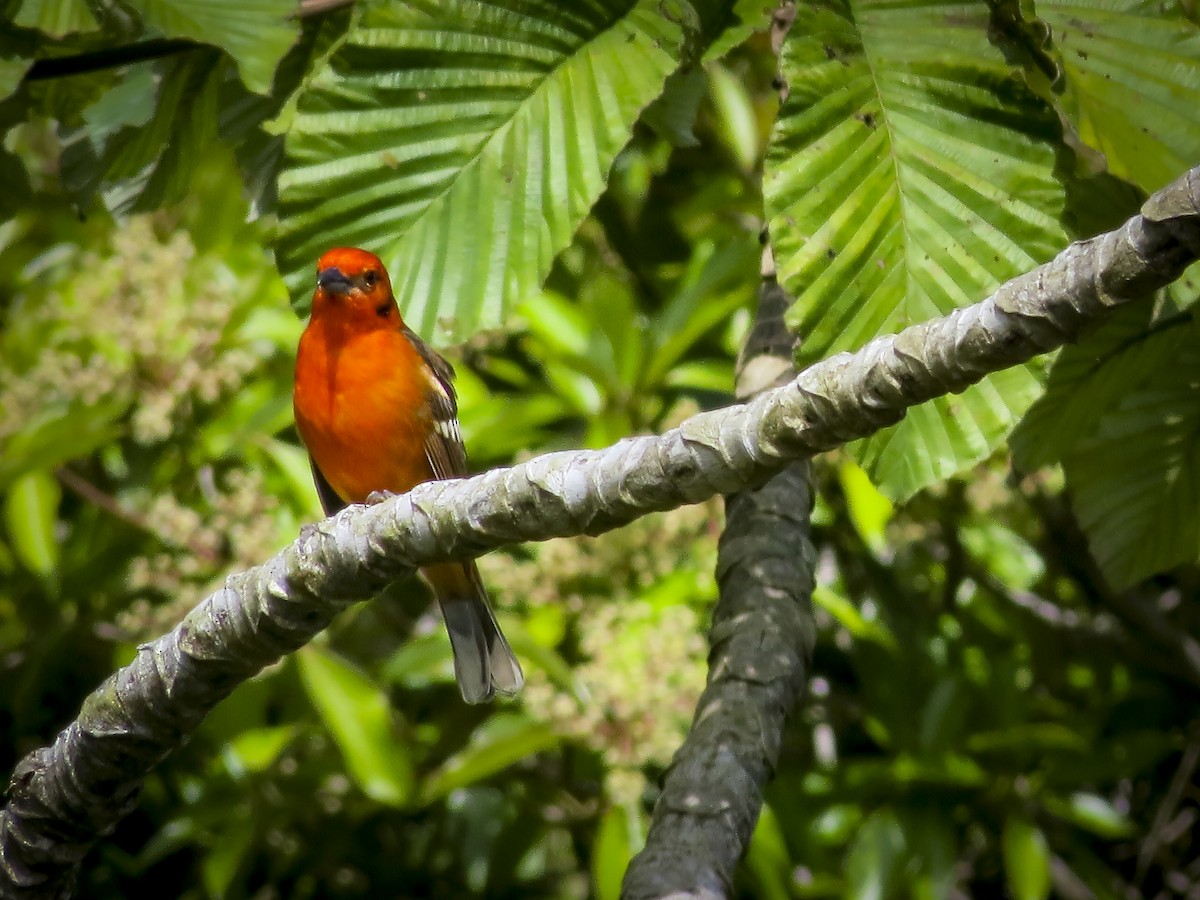 Flame-colored Tanager - Kate Jackman