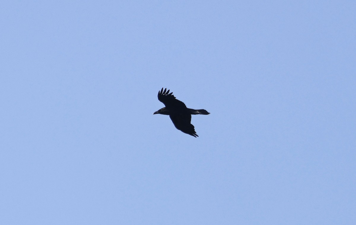 Common Raven - ML616601630