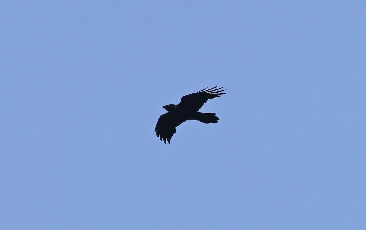 Common Raven - ML616601634