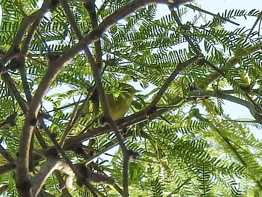 Orange-crowned Warbler - ML616601680