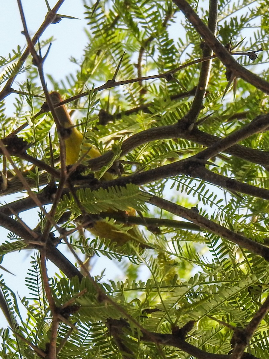 Orange-crowned Warbler - ML616601682