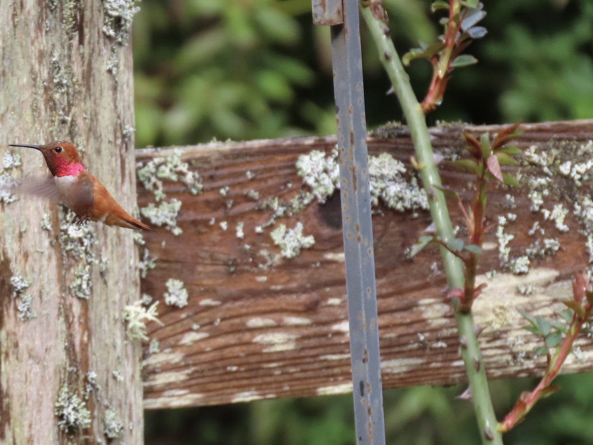 Rufous Hummingbird - ML616601745