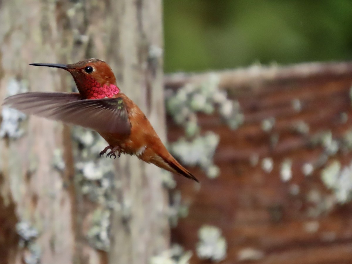 Rufous Hummingbird - George Gerdts