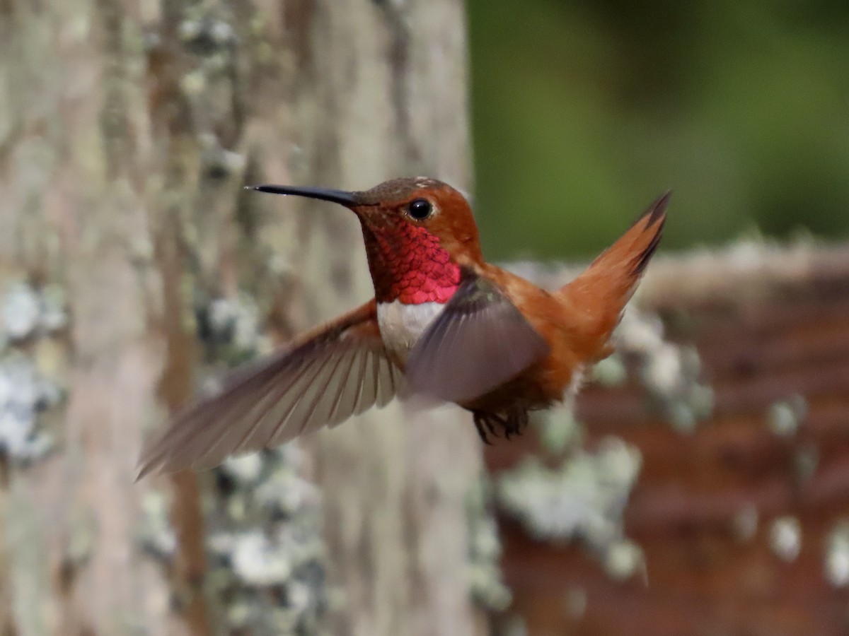 Rufous Hummingbird - George Gerdts