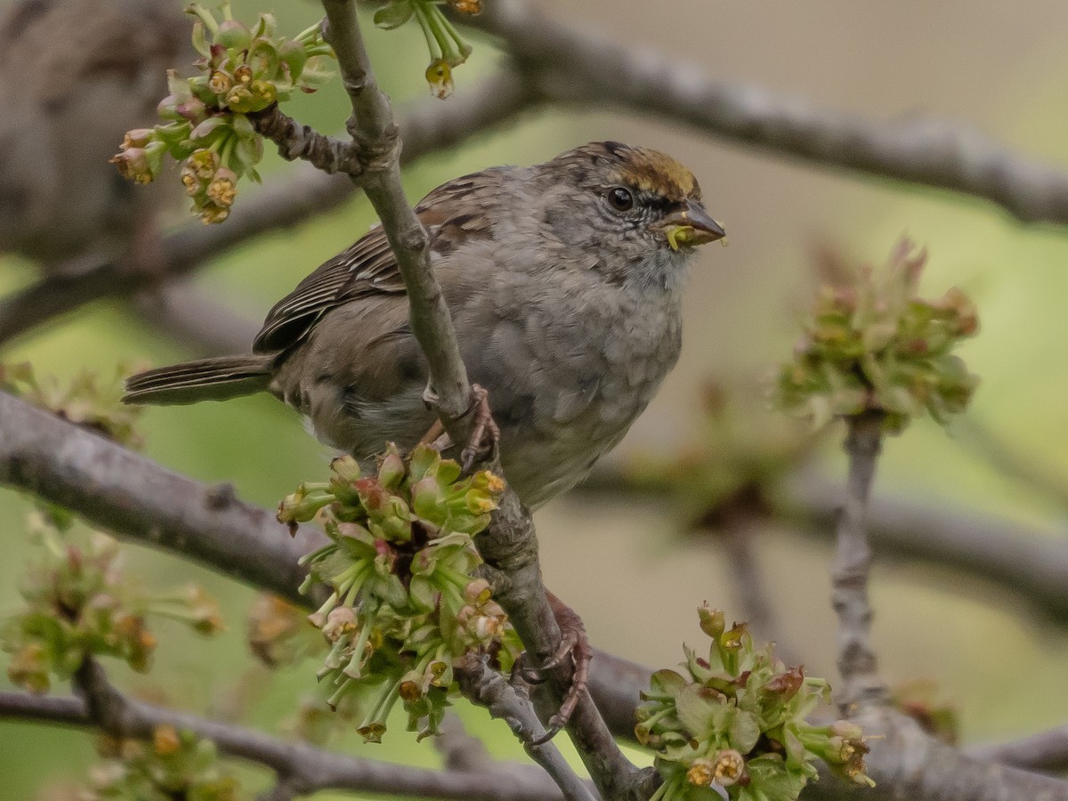 Golden-crowned Sparrow - Arnold Joe