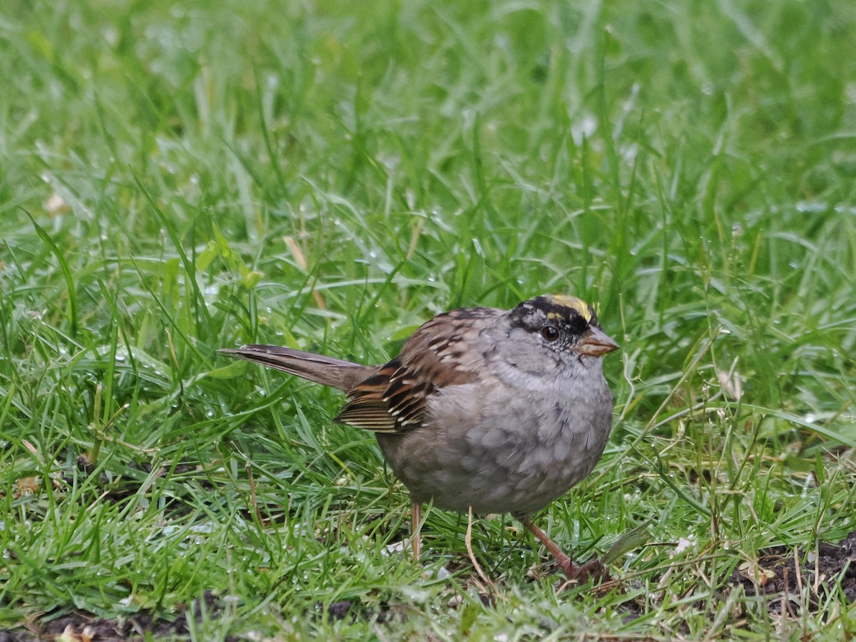 Golden-crowned Sparrow - Arnold Joe