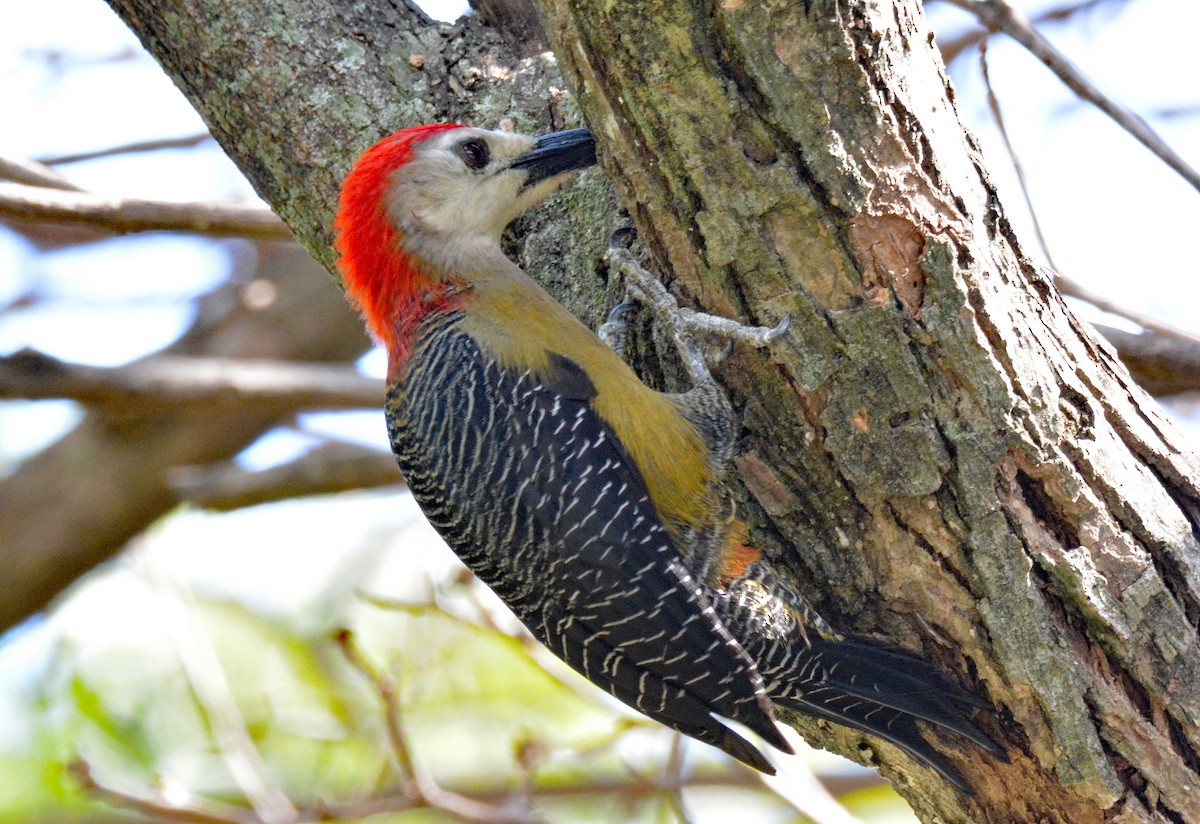 Jamaican Woodpecker - Michael J Good