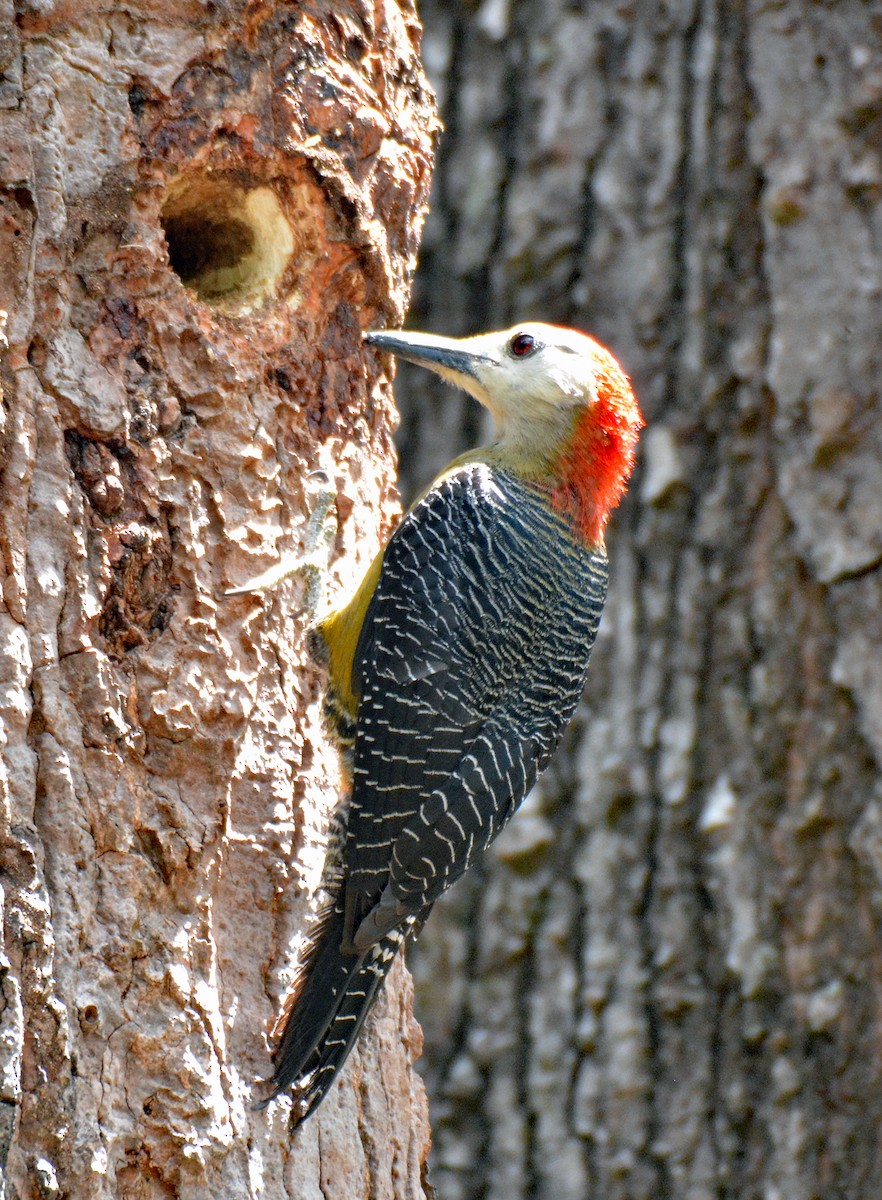 Jamaican Woodpecker - ML616601769