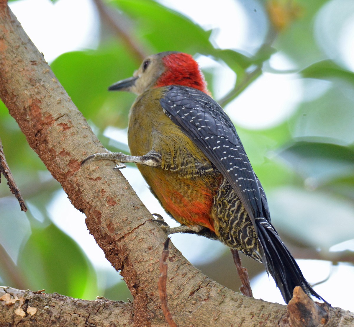 Jamaican Woodpecker - ML616601770