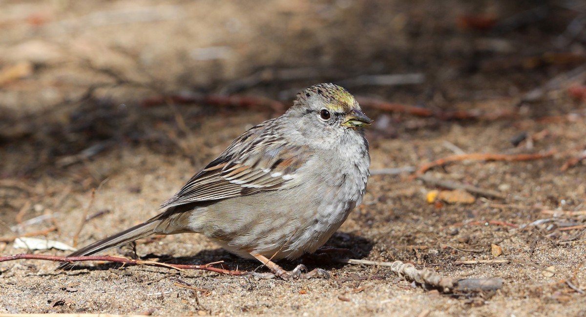 Golden-crowned Sparrow - Lynn Duncan