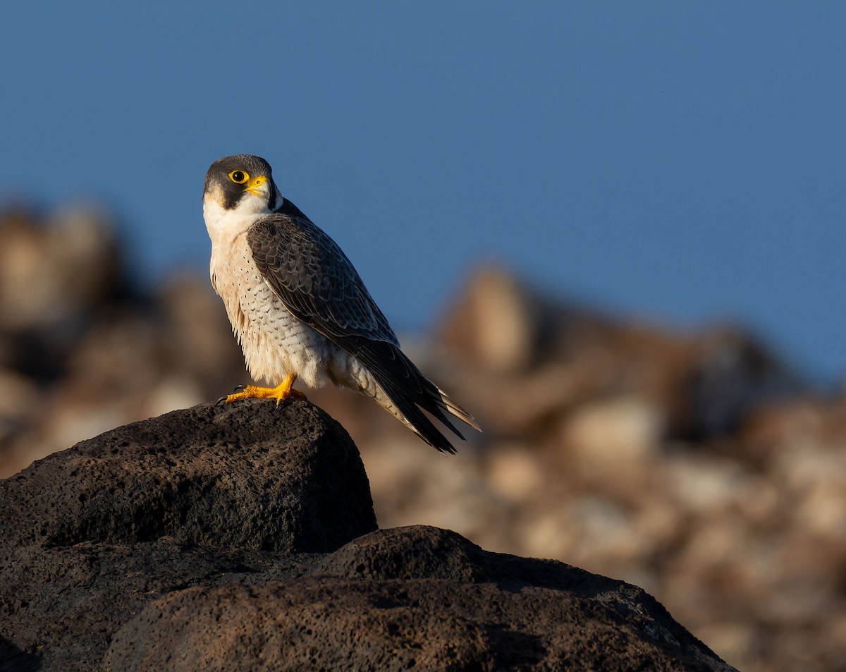 Peregrine Falcon (Barbary) - ML616601789