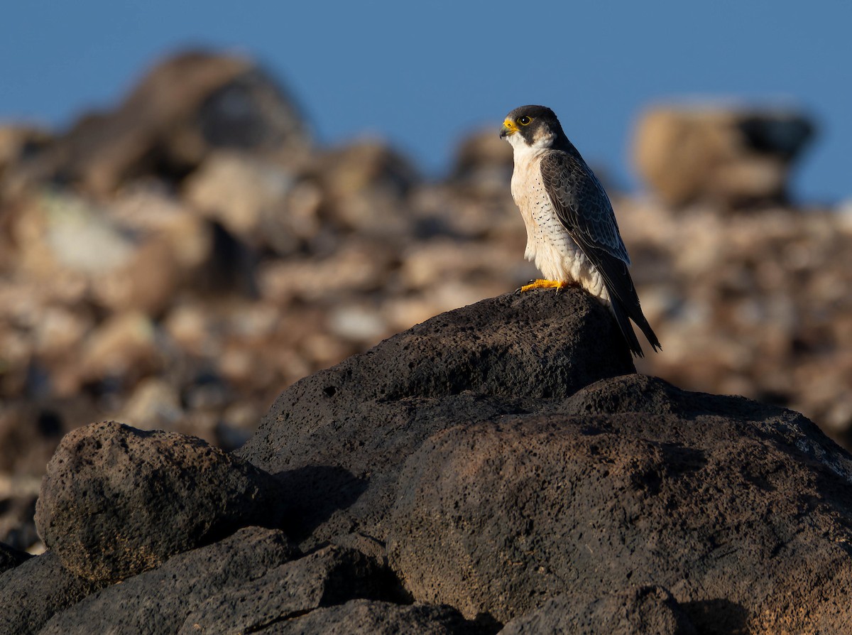 Peregrine Falcon (Barbary) - ML616601791