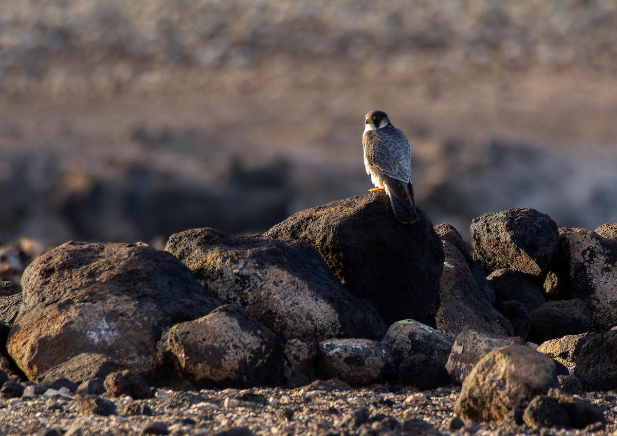 Peregrine Falcon (Barbary) - ML616601793