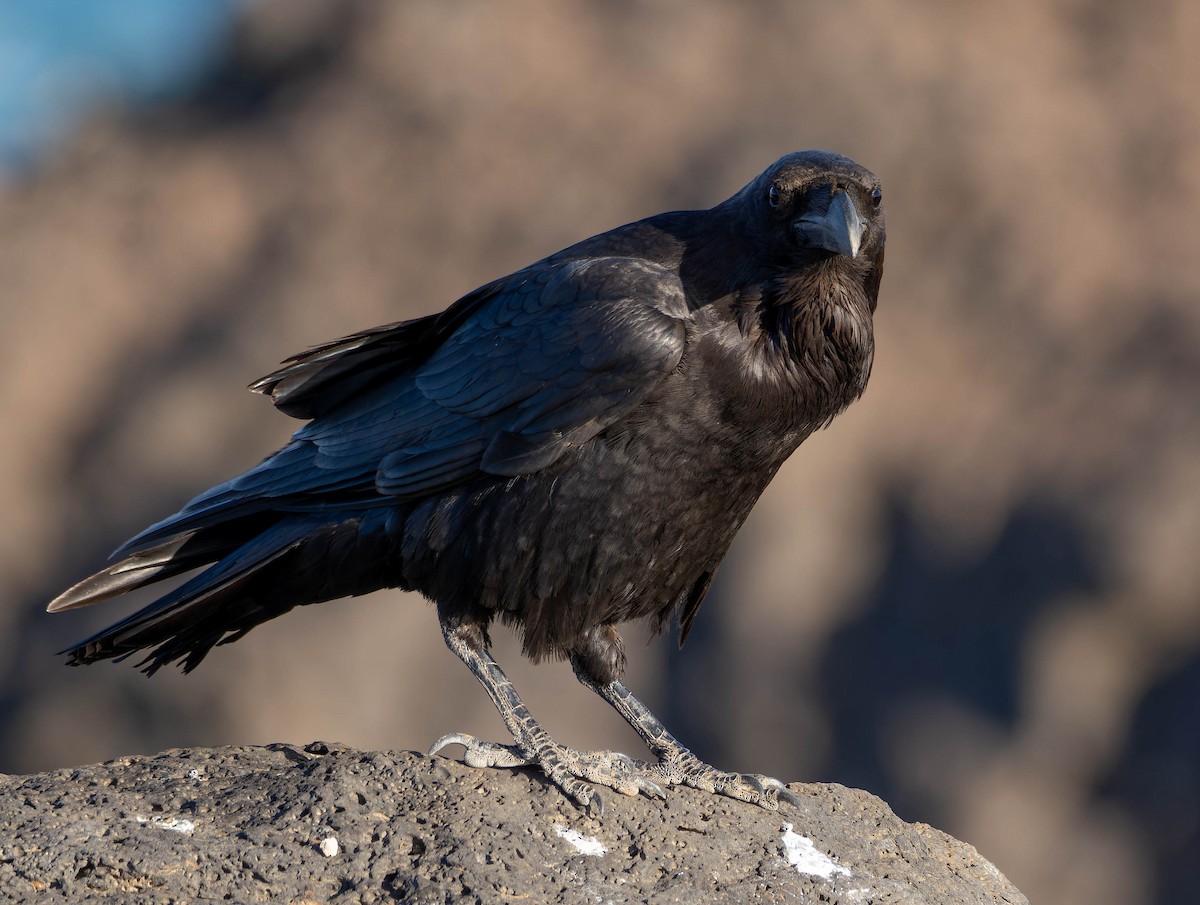 Common Raven - ML616601798