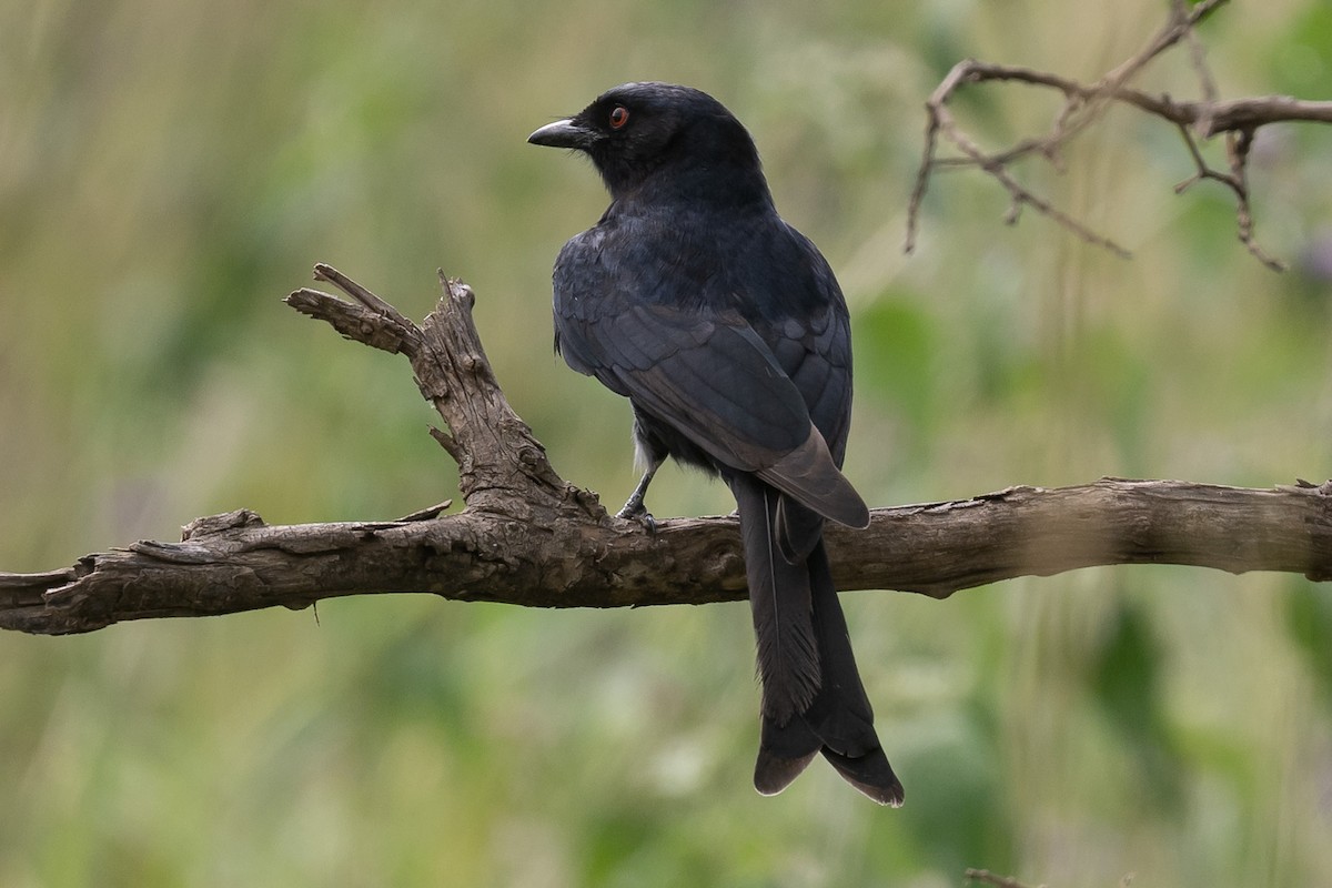 Fork-tailed Drongo - ML616601816