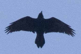Common Raven - ML616601918