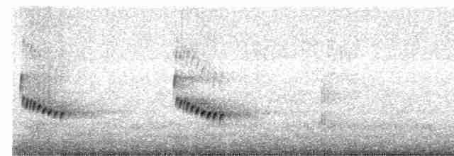 Поплітник каролінський - ML616601947