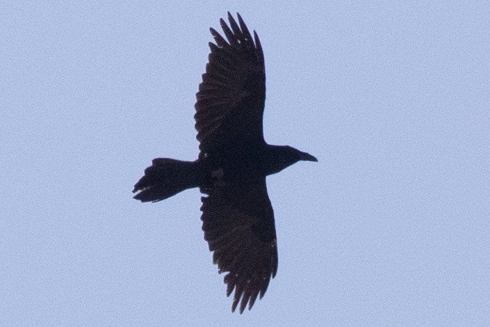 Common Raven - ML616601979