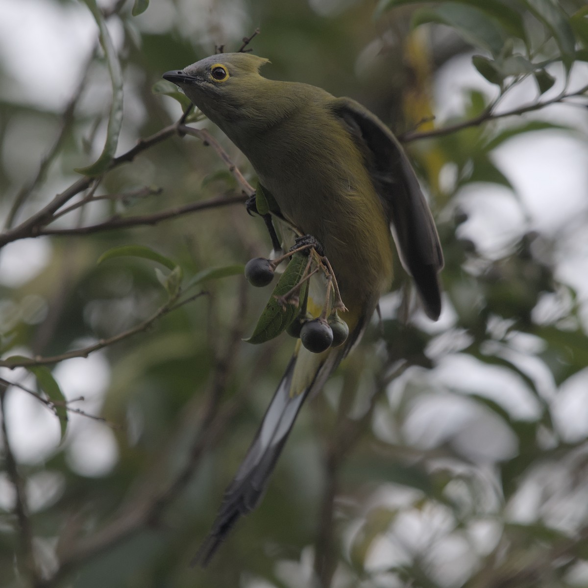 Long-tailed Silky-flycatcher - Manuel Morales