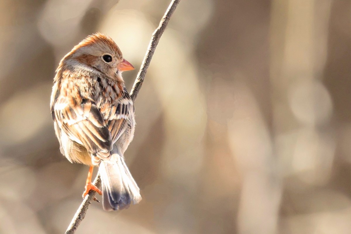 Field Sparrow - James Tornetta