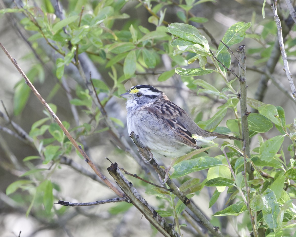 White-throated Sparrow - Terence Degan