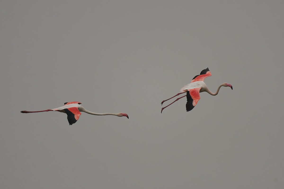 Flamingo - ML616602145