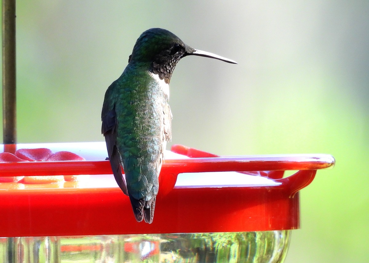 Ruby-throated Hummingbird - Christine Rowland