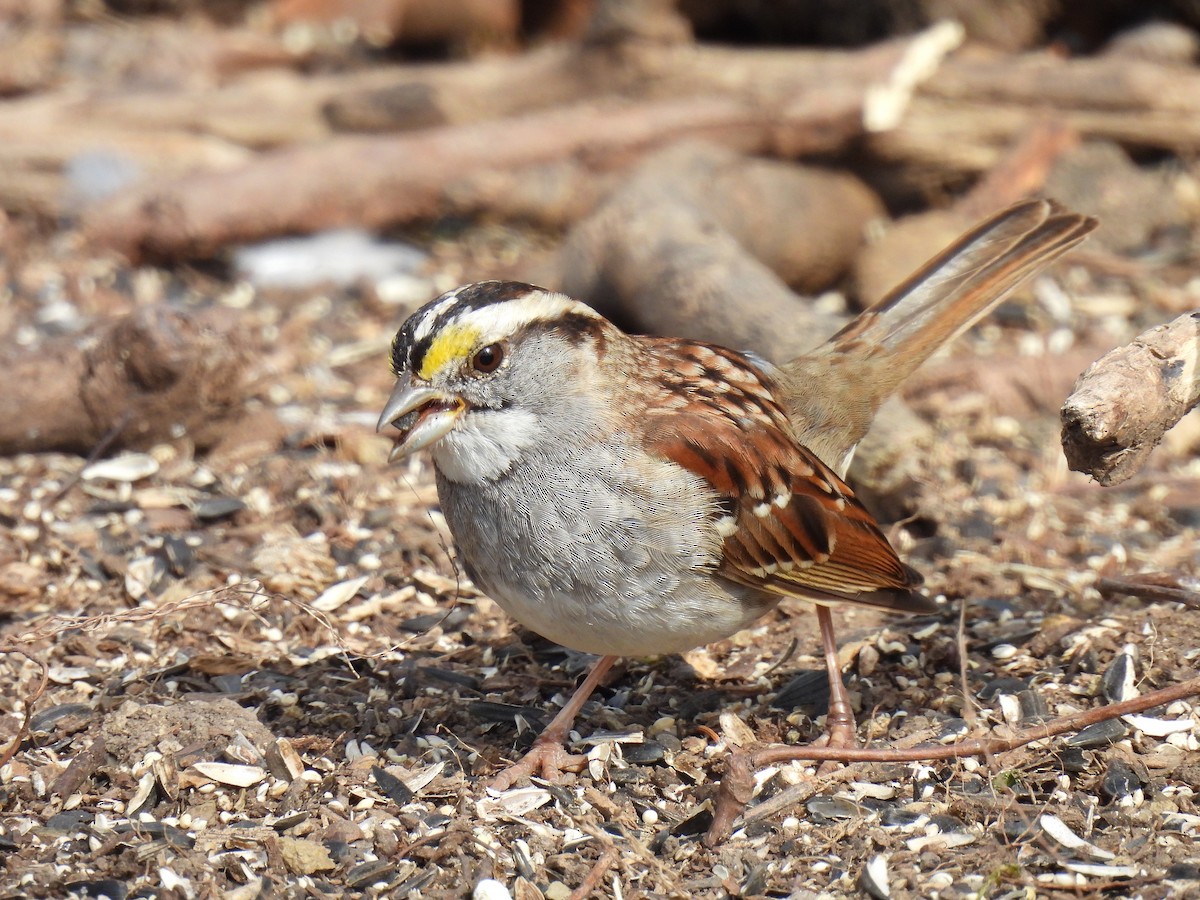 White-throated Sparrow - ML616602158
