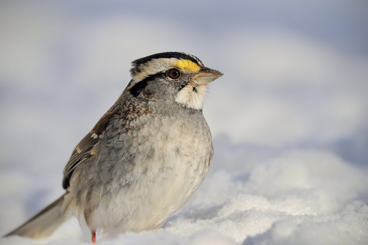 White-throated Sparrow - ML616602198